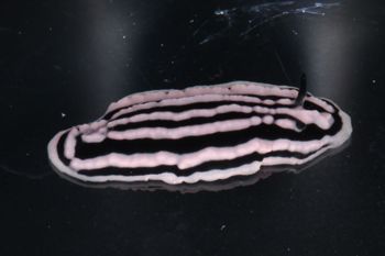 Media type: image;   Malacology 393736 Description: live specimen;